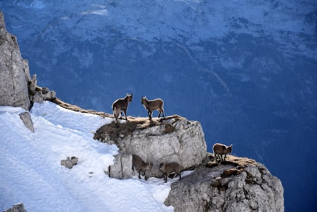 alpine goats