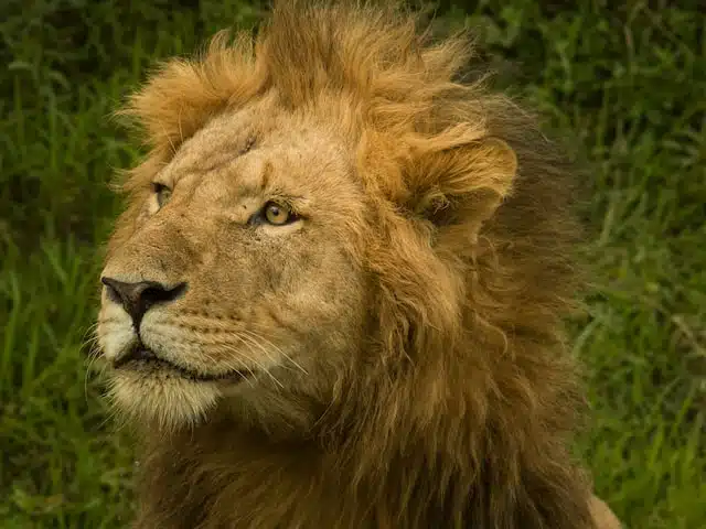 lion