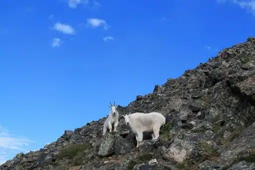 alpine goats in mountains