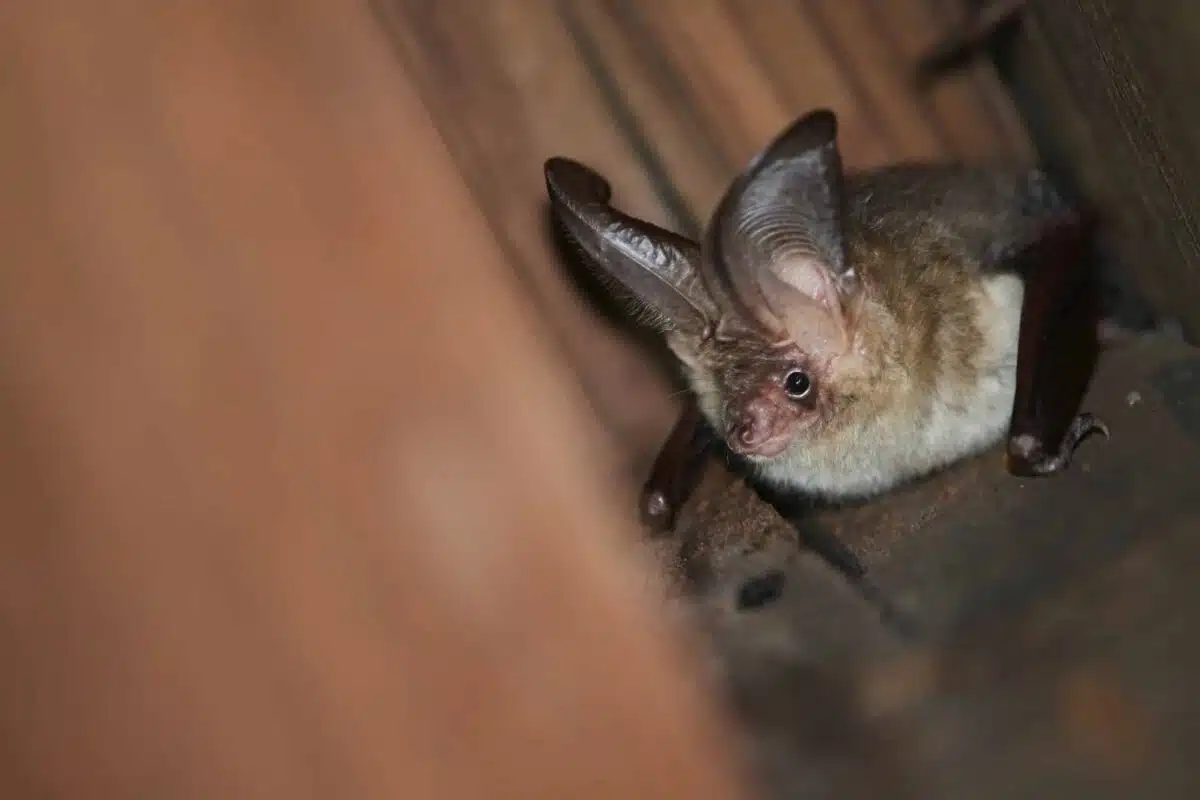 the most endangered animals in Arkansas