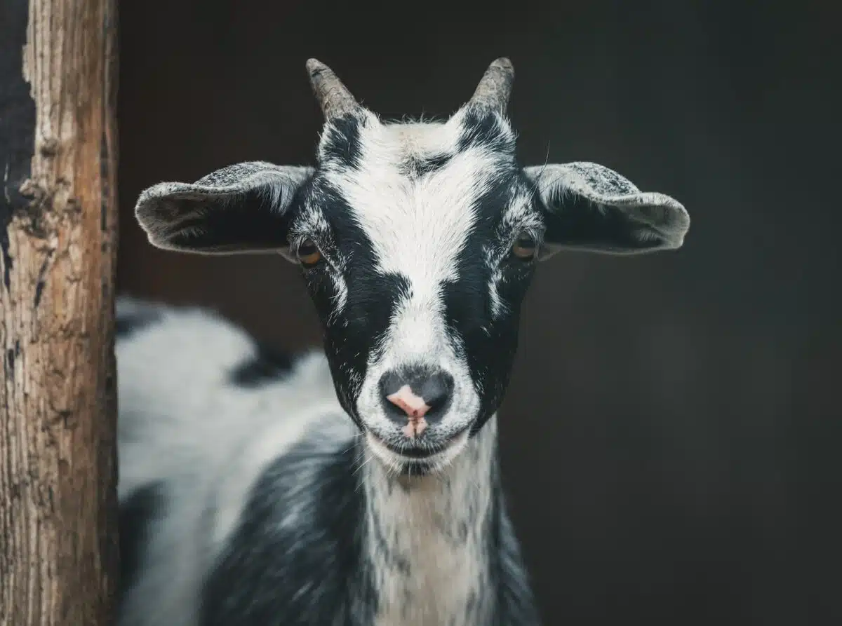 domesticated goat