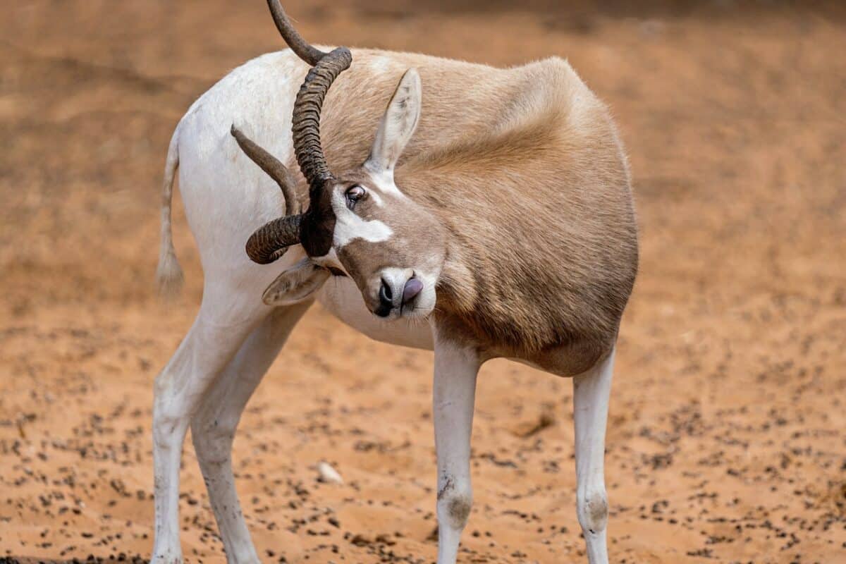 Top 10 Animals With Horns In The World