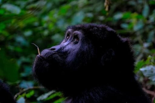 how many gorillas are left in the world