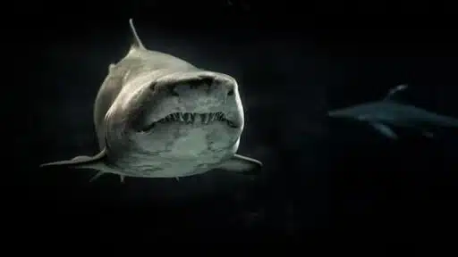Finetooth Shark