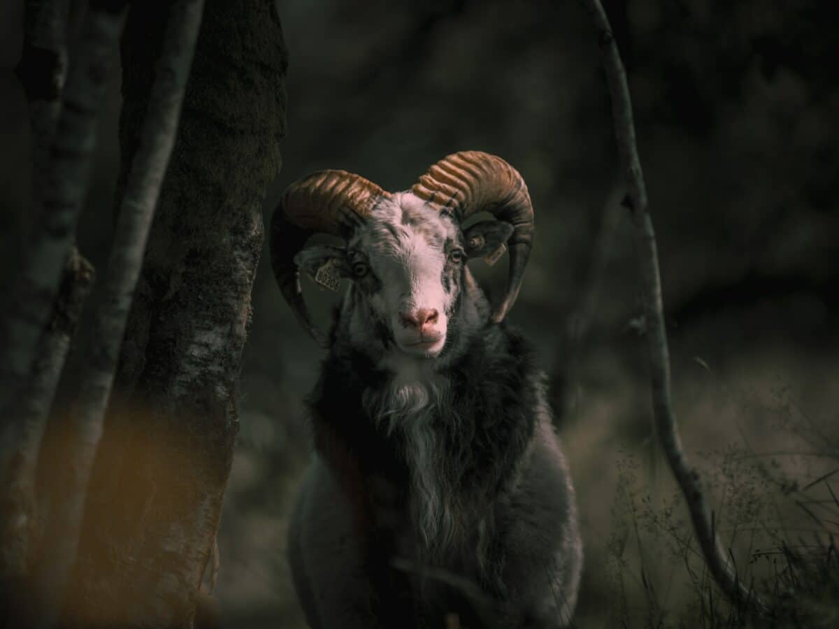 Top 10 Animals With Horns In The World
