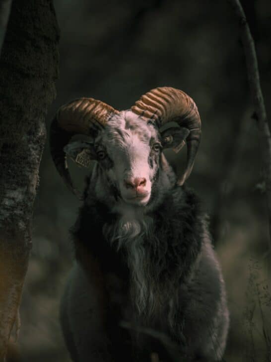 Top 10 Animals With Horns In The World
