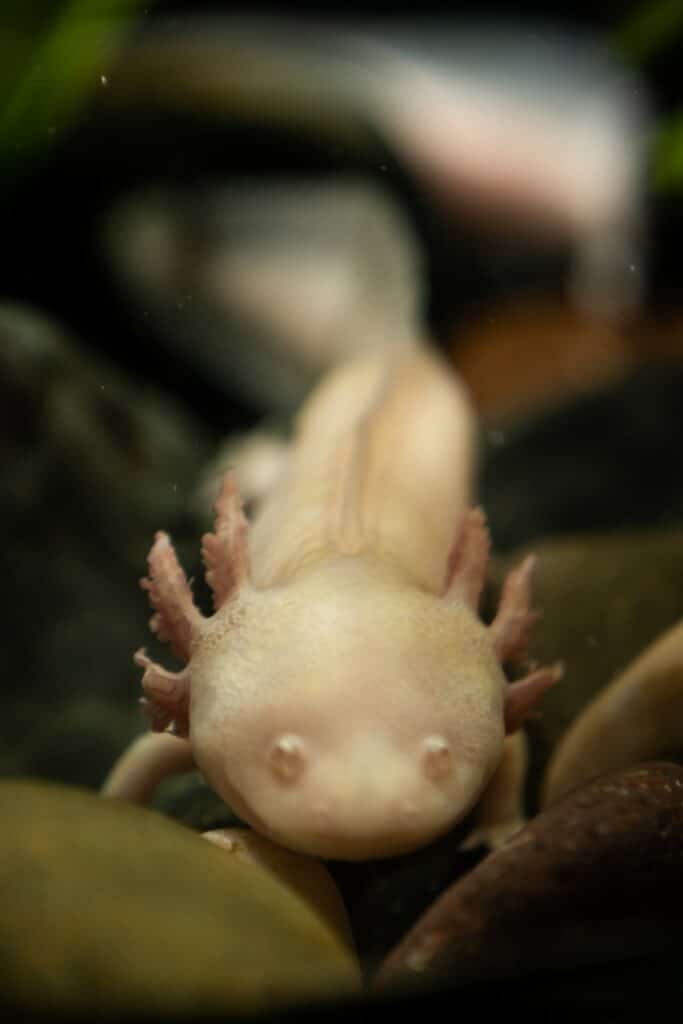 Axolotl