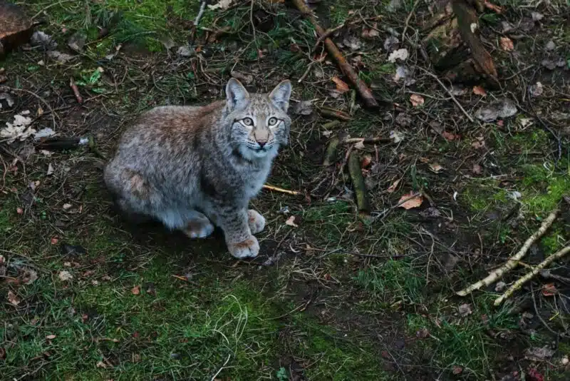 the most endangered animals in minnesota