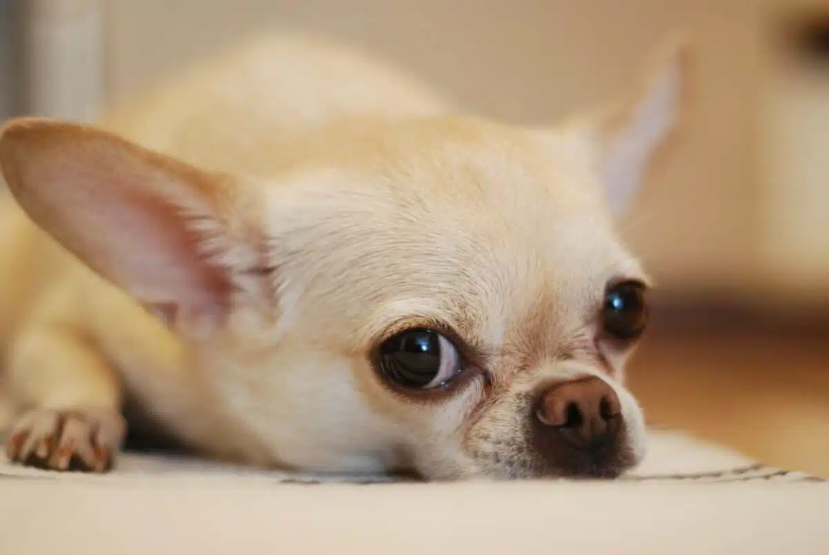 Chihuahua the top 10 ugly dogs