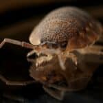 Early Signs Of Bed Bugs