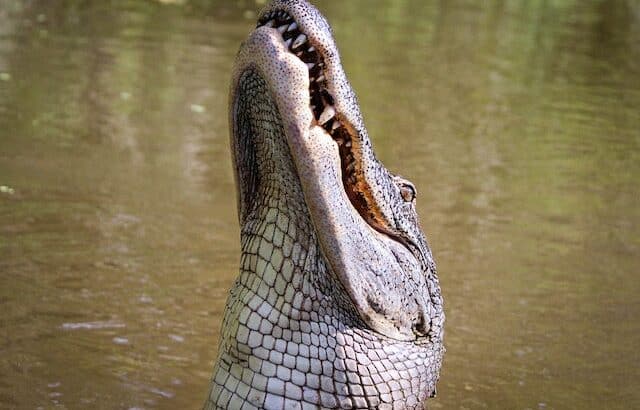 crocodile types