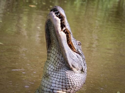 crocodile types