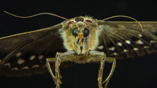 what do moths eat
