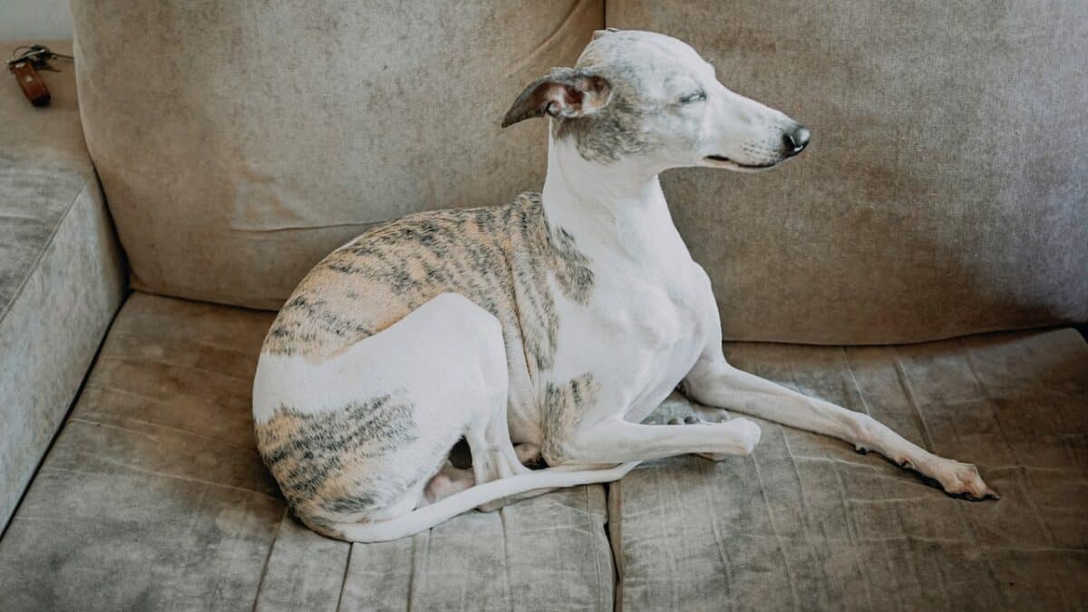 Whippet top ten ugly dogs