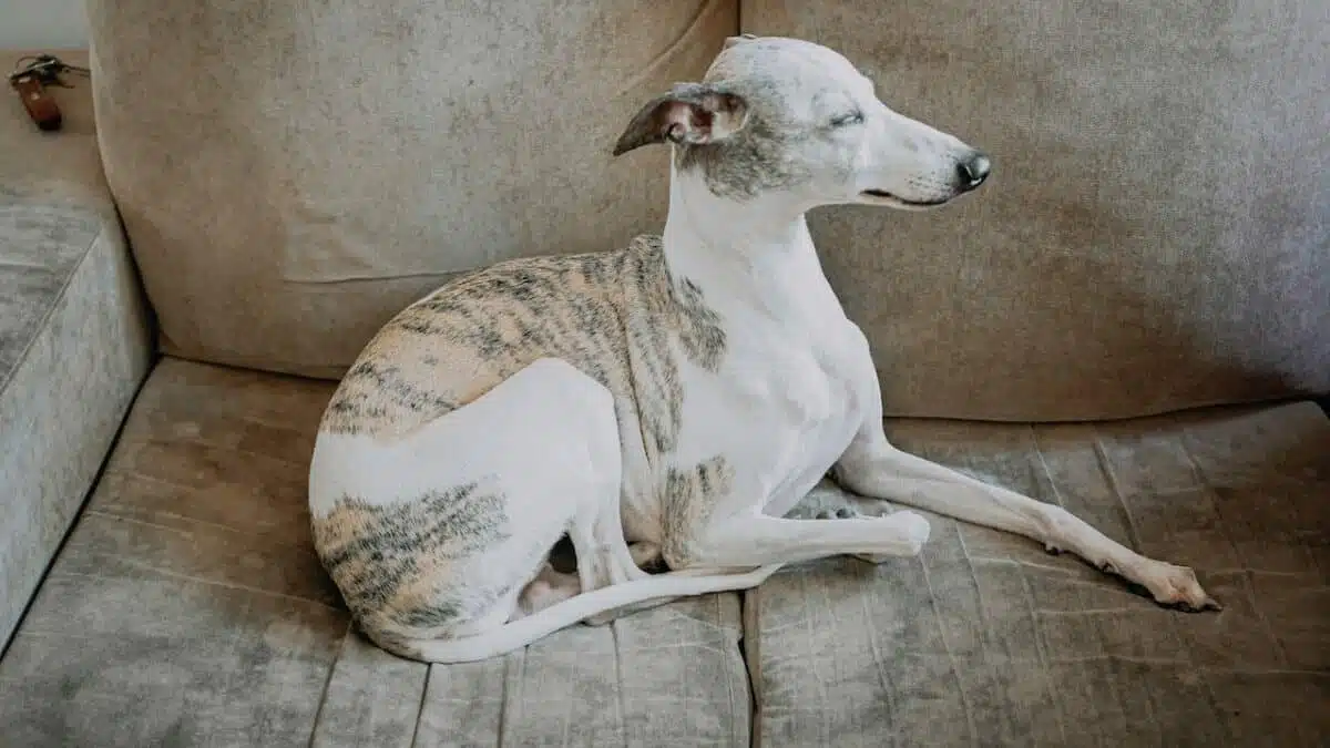 Whippet top ten ugly dogs