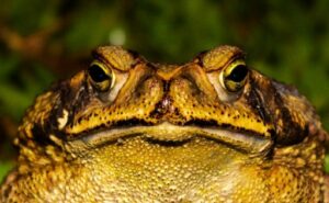 What Do Toads Eat?