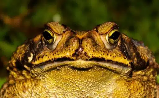 What do toads eat