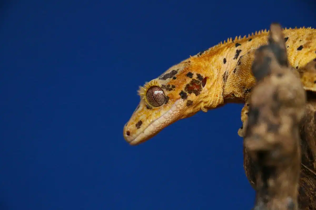 Gargoyle Gecko 