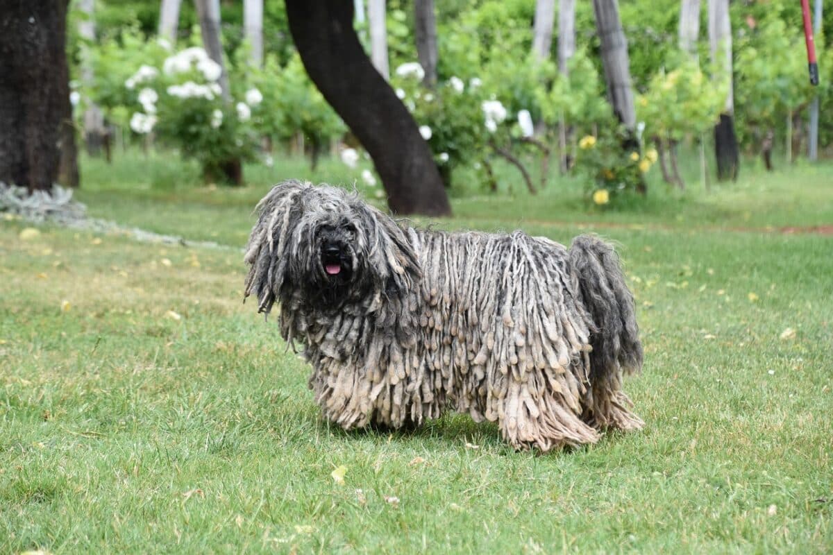 puli the top ten ugly dogs
