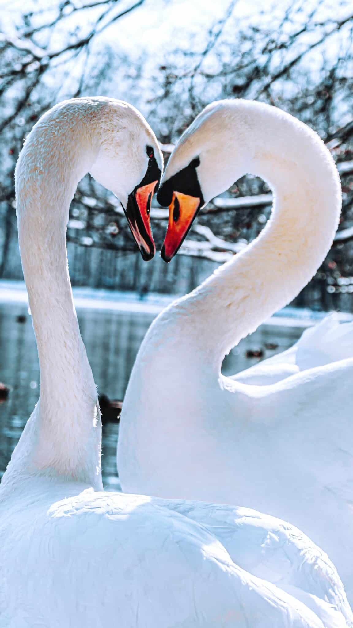 Love Is In the Air: Animals That Mate For Life - Animals Around The Globe