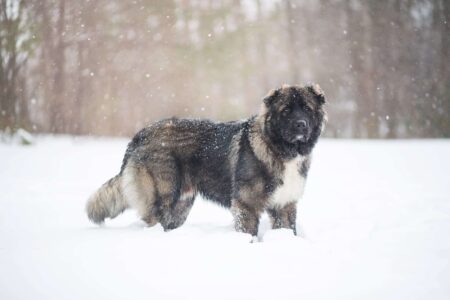 Colossal Russian Bear Dog
