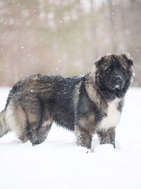 Colossal Russian Bear Dog