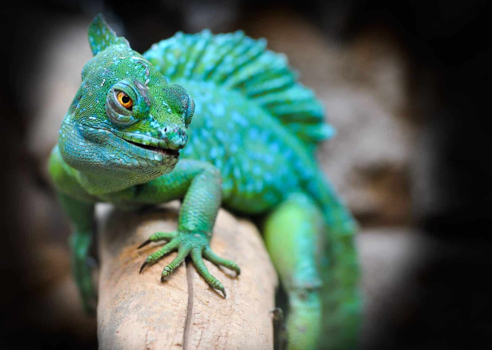 Getting To Know Different Types of Lizards