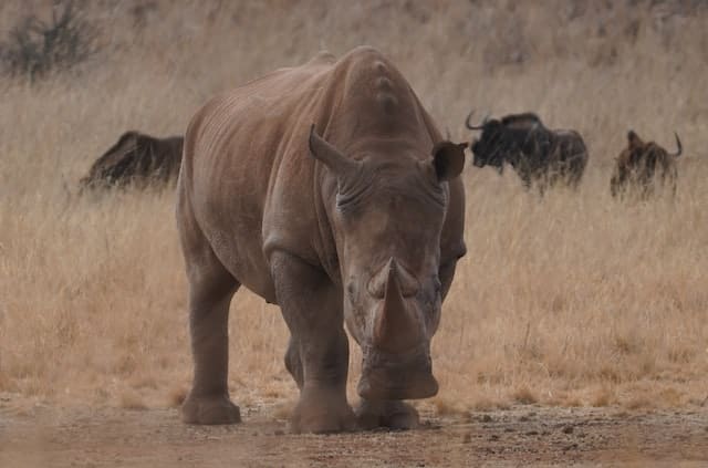 Rhino vs. Hippo: rhino alone in Savanna