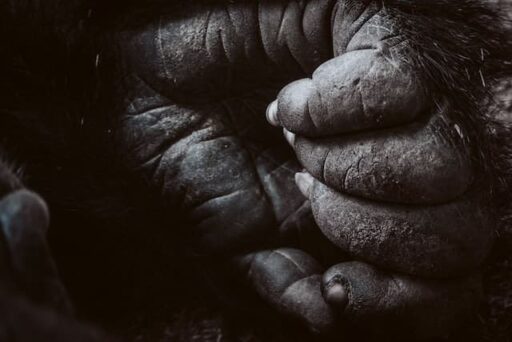 gorilla hand 