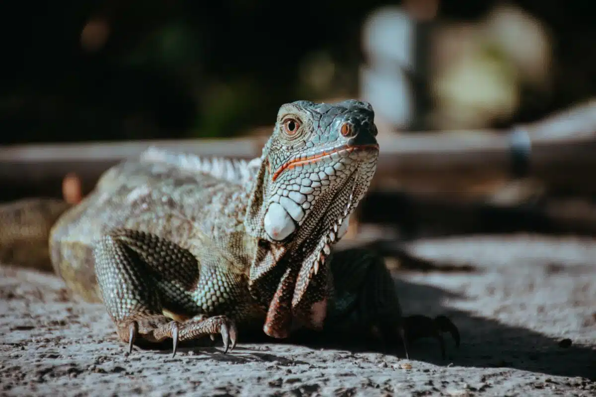 the most endangered animals in the bahamas