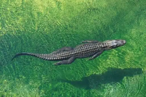 Crocodile vs alligator