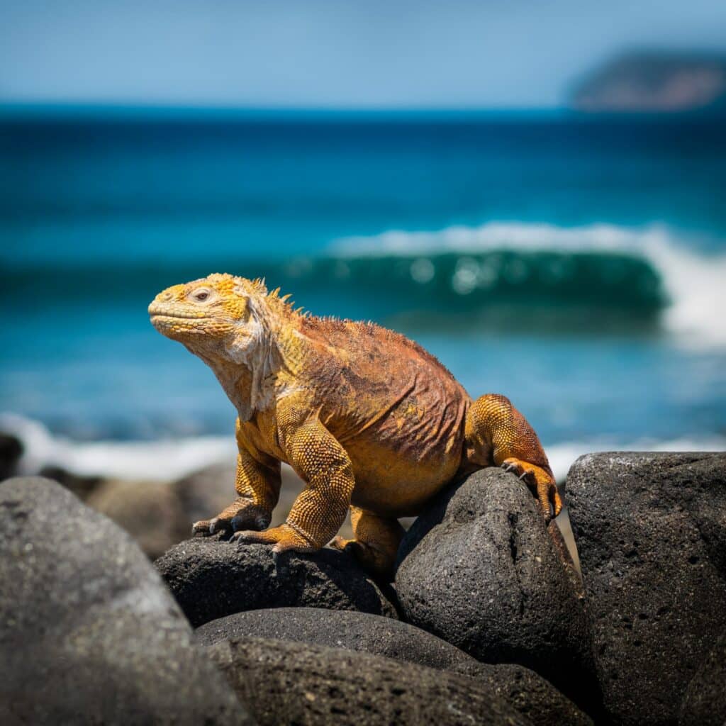 Galápagos Land Iguana 