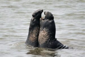 Top 10 Animals that Enjoy Having Sex