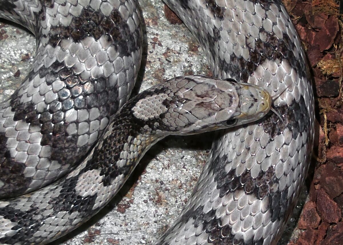  Gray Rat Snake