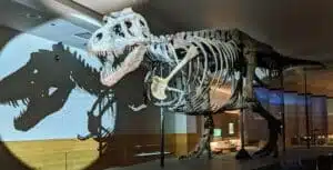T-Rex skeleton dinosaur