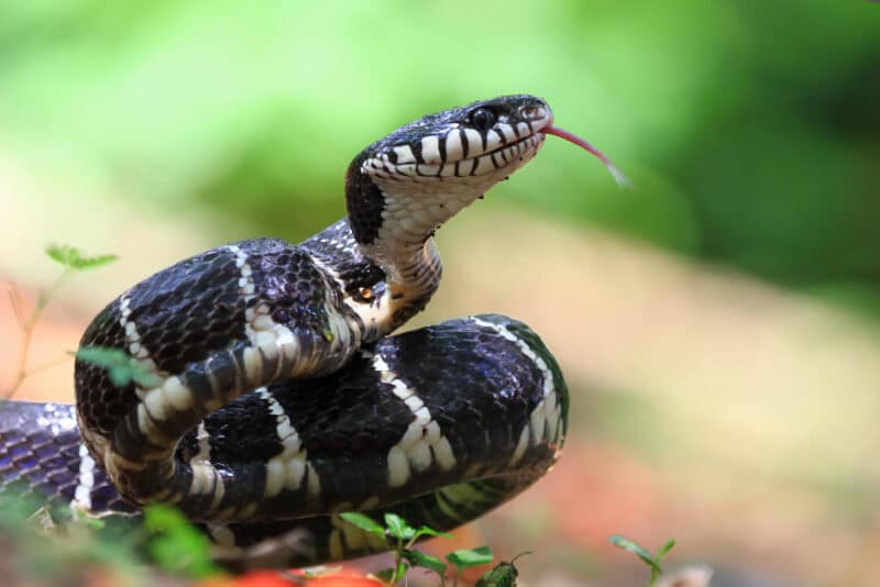 Image of a Timber Rattle Snake that is at risk of being endangered