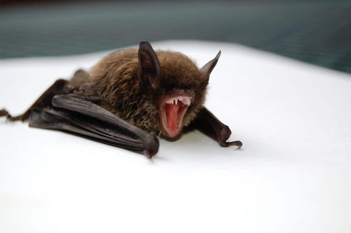 Indiana Bat