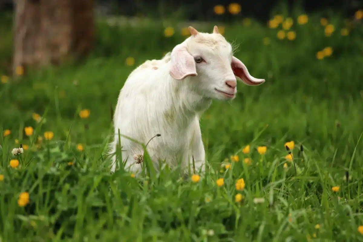 baby goat