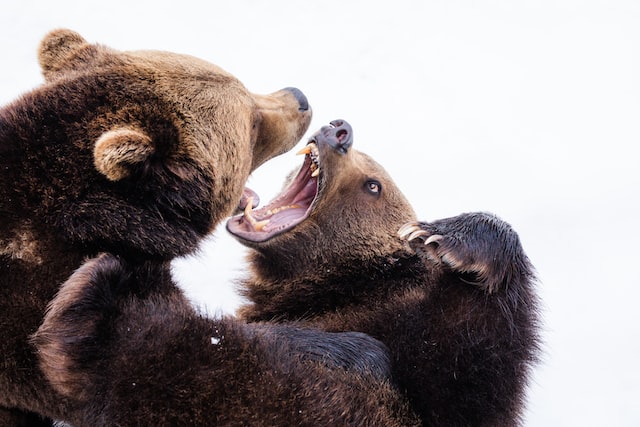 grizzly bears fighting 
