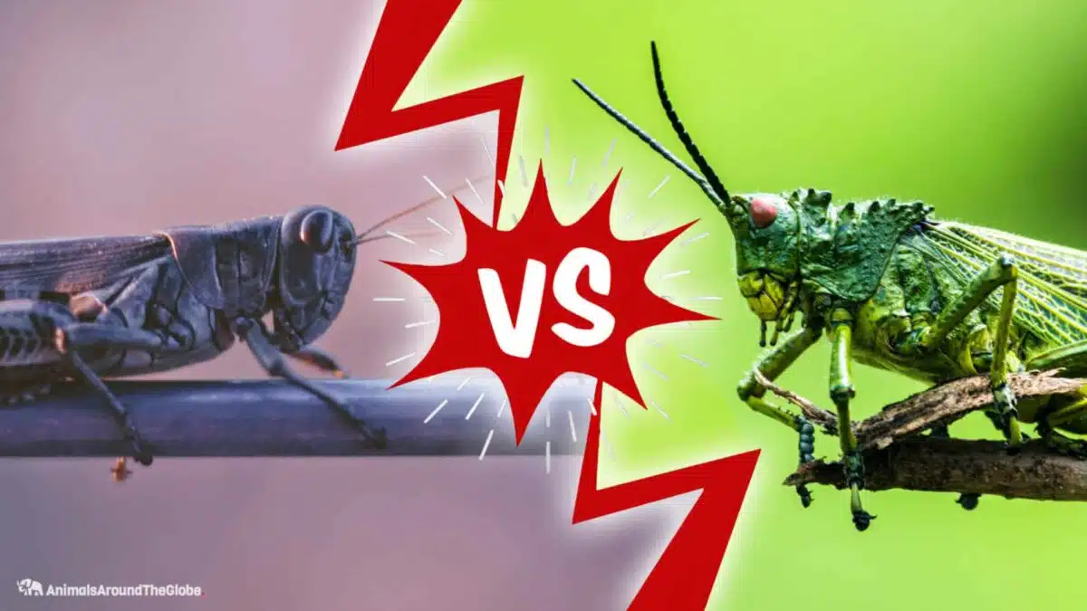 locust vs. grasshopper