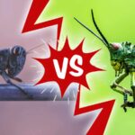 The Key Distinguishers Between Locusts And Grasshoppers
