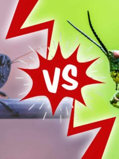 locust vs. grasshopper