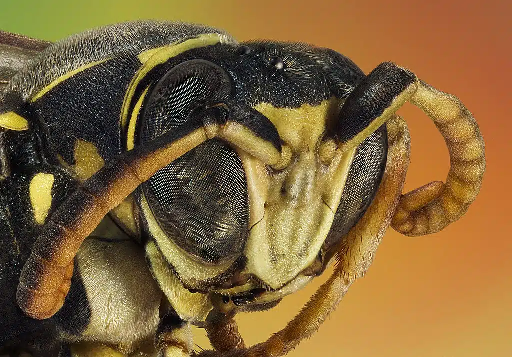wasp