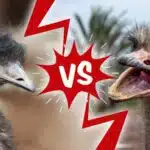 Differential Facts About Emu vs. Ostrich