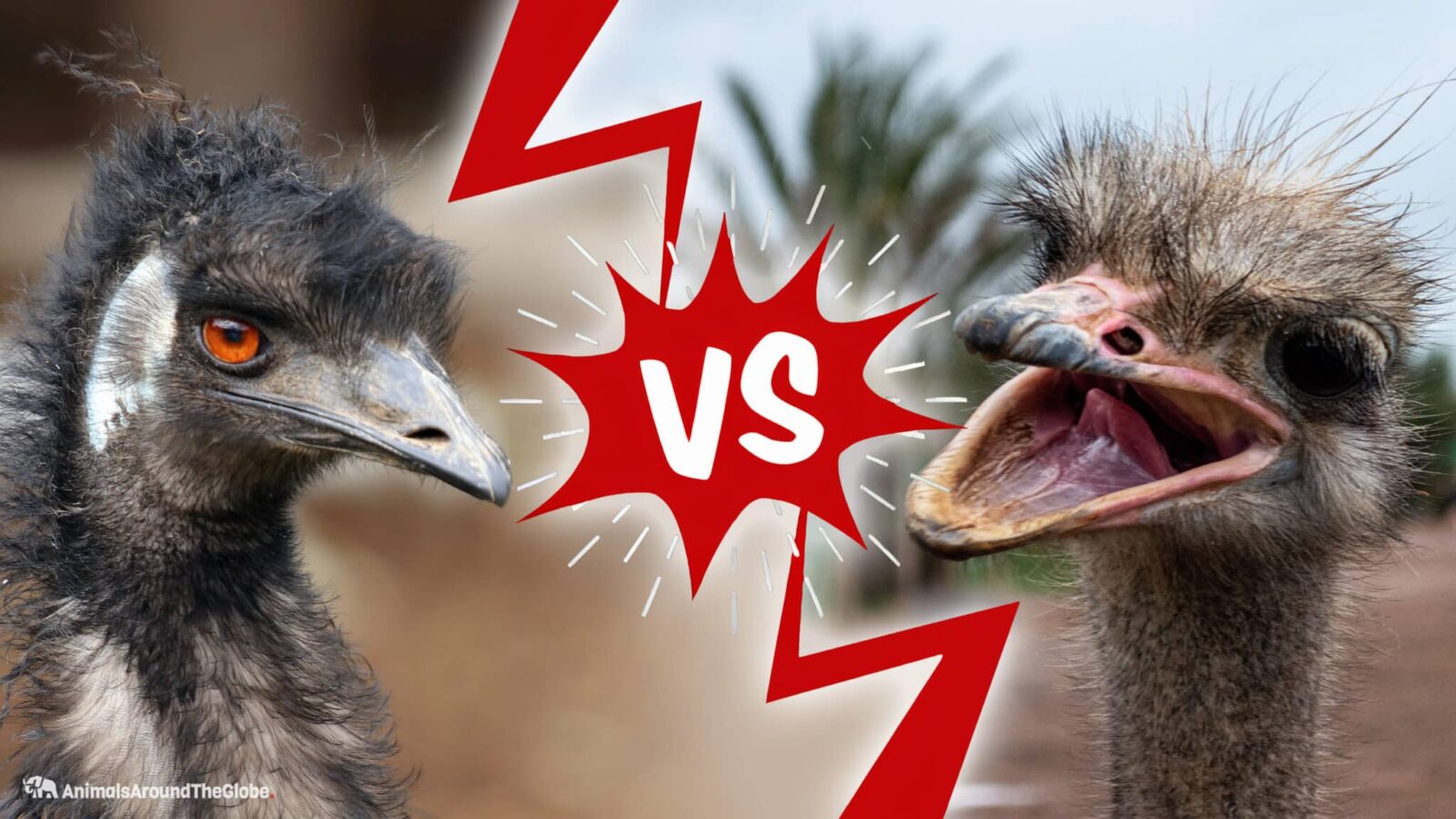 Differential Facts About Emu vs. Ostrich