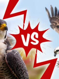 falcon vs. hawk