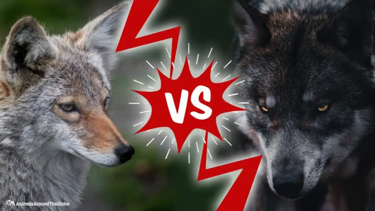 coyote vs. wolf