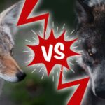 Coyote vs. Wolf