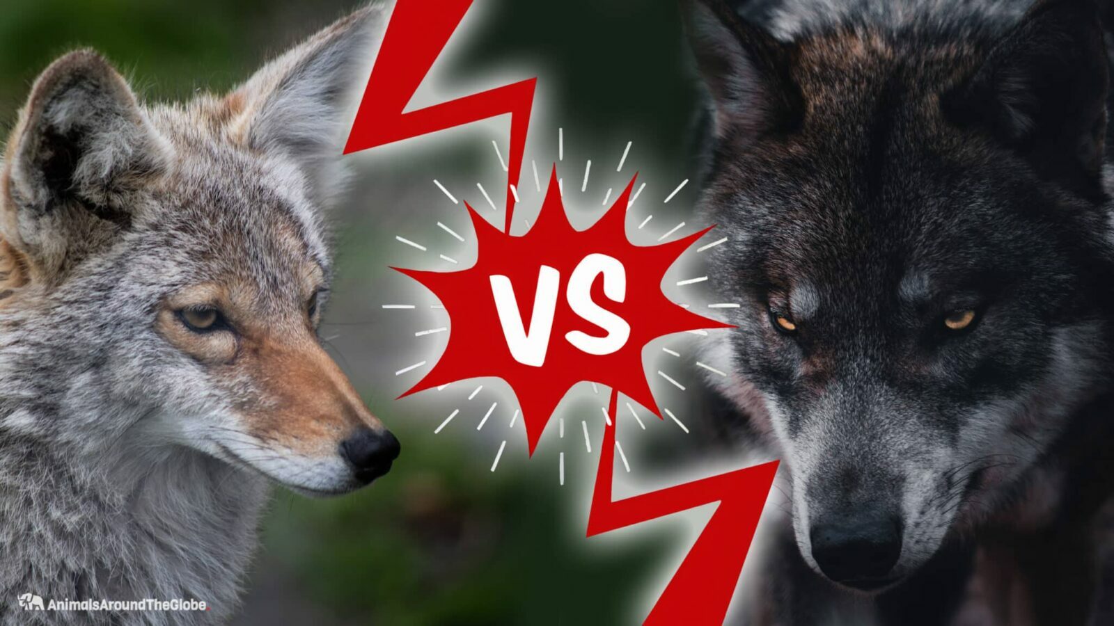 Coyote vs. Wolf -