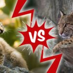 Lynx vs. Bobcat